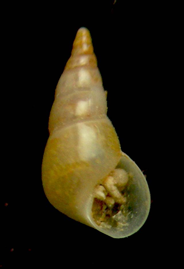 sabinella bonifaciae